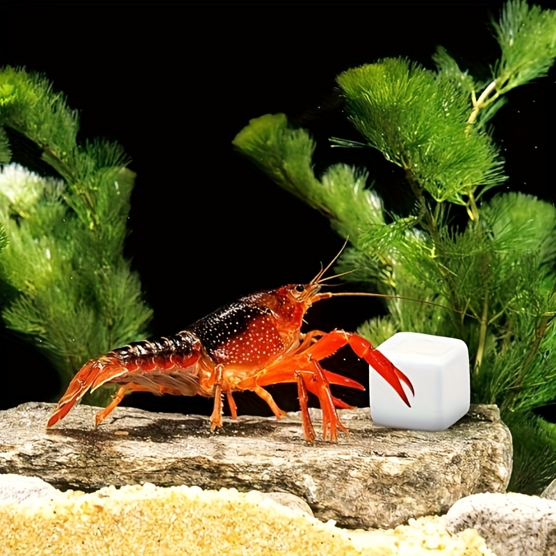 Aquarium Plants Live - 6 Buah Batu Kalsium untuk Akuarium,