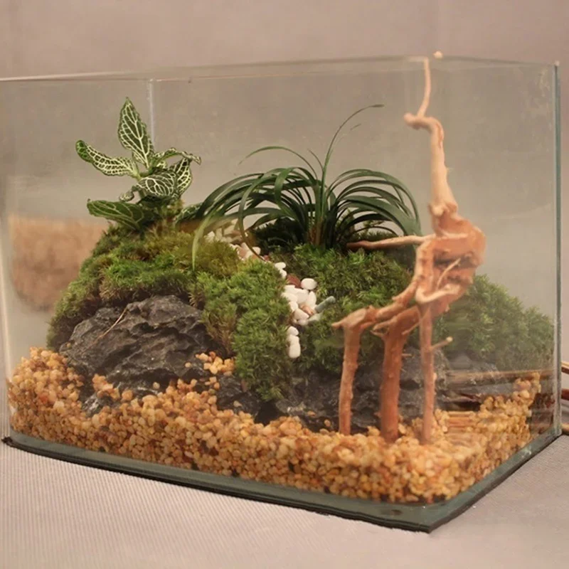 Pohon alami kayu apung akuariu - Aquarium Driftwood ulasan dan harga