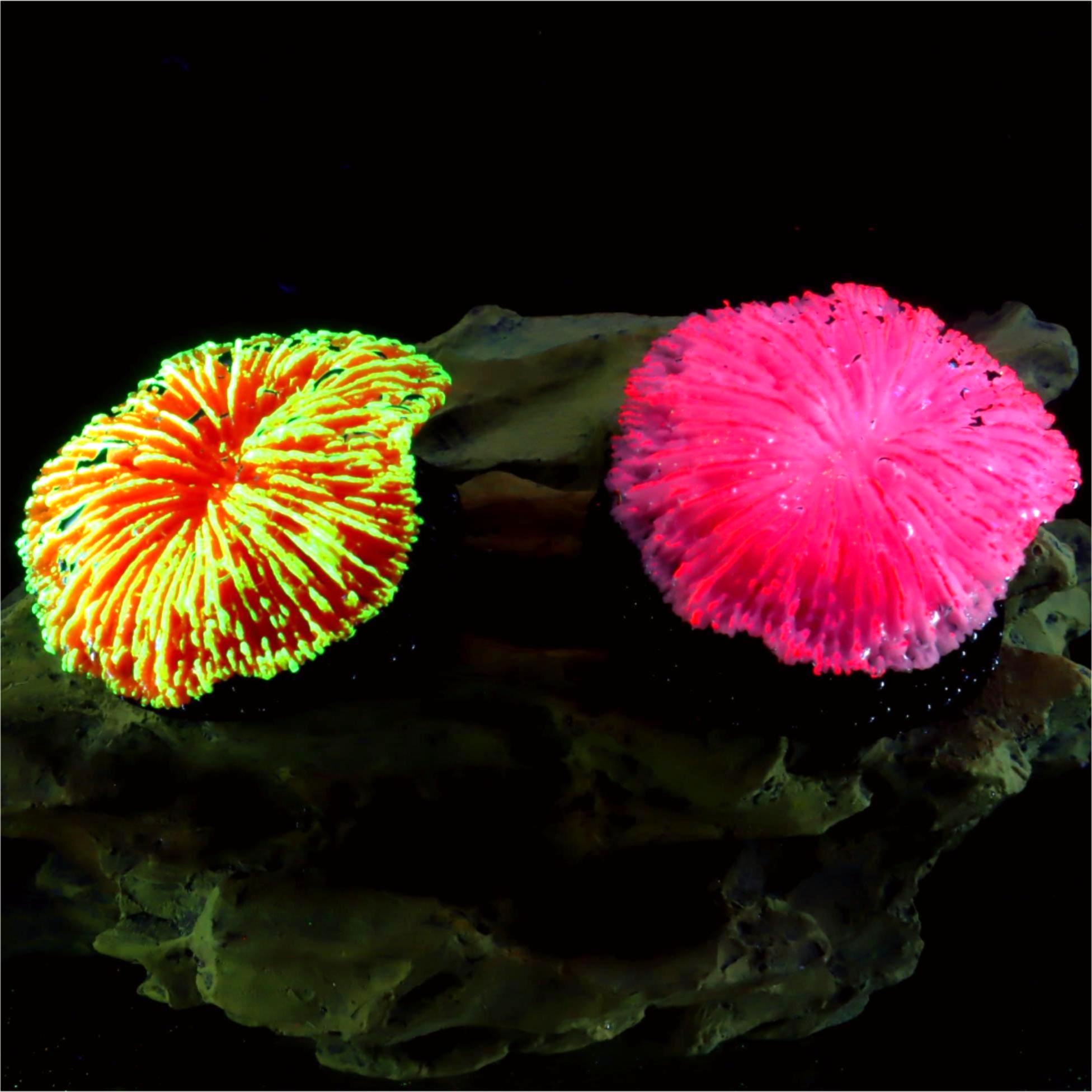 1 Buah Dekorasi Akuarium, Kara - Live Plant Aquarium ulasan dan harga