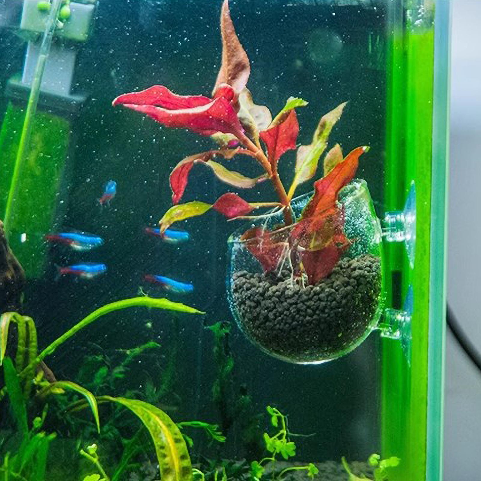Tempat Tanaman Akuarium Kaca d - Live Plant Aquarium ulasan dan harga