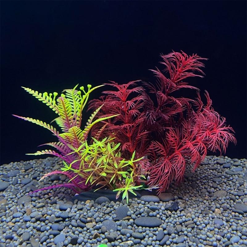 Tanaman Dekorasi Akuarium Buat - Live Plant Aquarium ulasan dan harga
