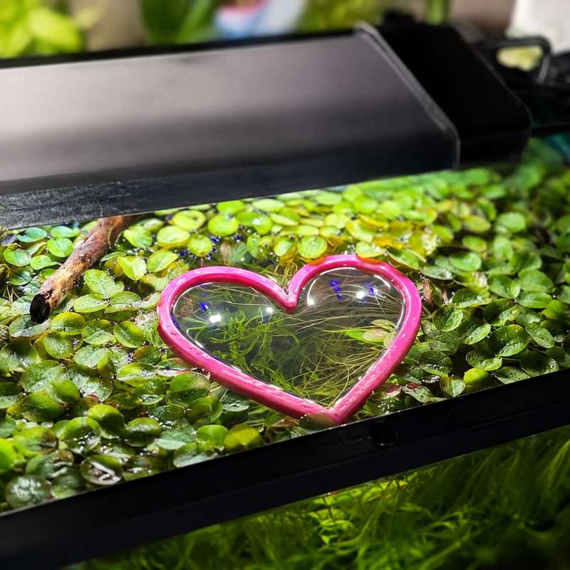 Cincin Pemberi Makan Ikan Bent - Aquarium Fertilizer ulasan dan harga