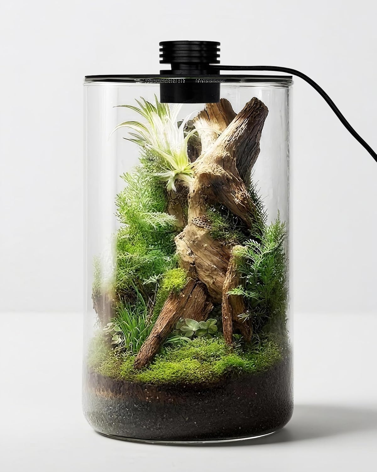 Terarium Kaca Dalam Ruangan de - Planted Tank ulasan dan harga
